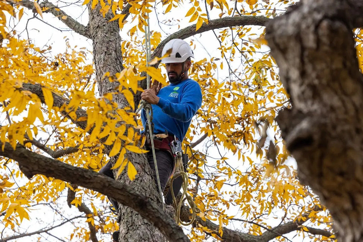 Skilled Tree Pruning crew working in Jamaica